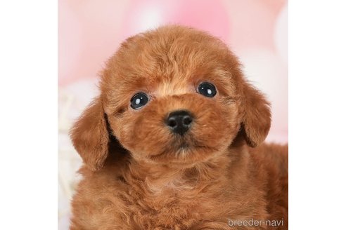 成約済の千葉県のタイニープードル-288449の9枚目