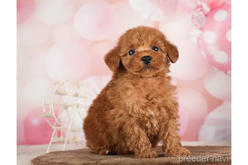 成約済の千葉県のタイニープードル-288449の2枚目