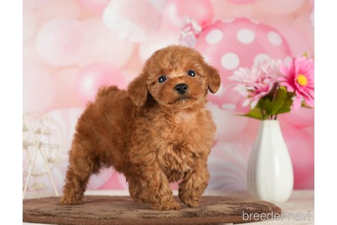 成約済の千葉県のタイニープードル-288449の3枚目