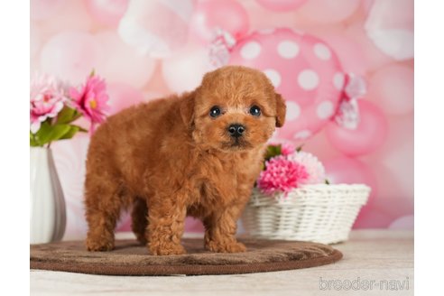 成約済の千葉県のトイプードル-288453の8枚目