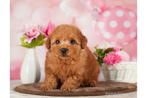 成約済の千葉県のトイプードル-288453の9枚目