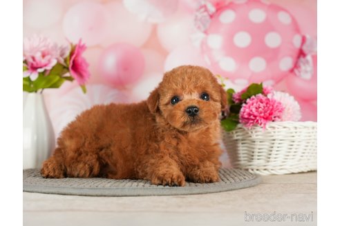 成約済の千葉県のトイプードル-288453の3枚目