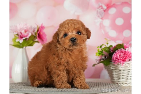 成約済の千葉県のトイプードル-288453の1枚目