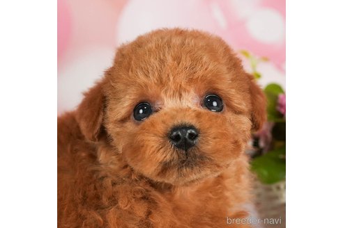 成約済の千葉県のトイプードル-288453の4枚目