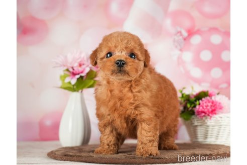 成約済の千葉県のトイプードル-288453の7枚目