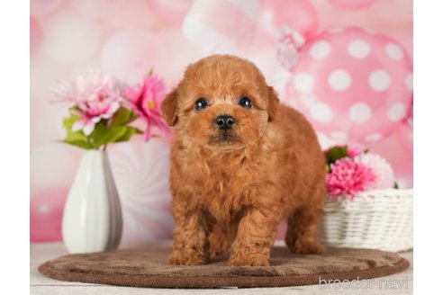 成約済の千葉県のトイプードル-288453の5枚目