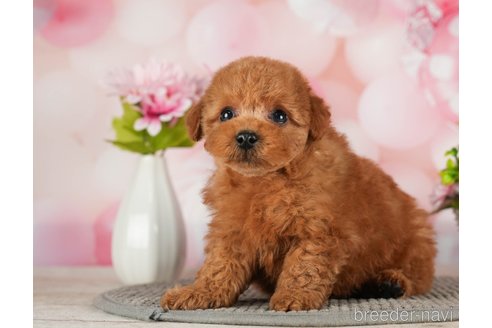 成約済の千葉県のトイプードル-288453の6枚目