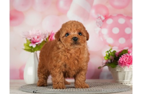 成約済の千葉県のトイプードル-288453の2枚目