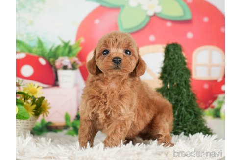 成約済の千葉県のタイニープードル-288455の10枚目