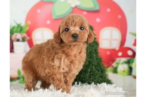 成約済の千葉県のタイニープードル-288455の11枚目