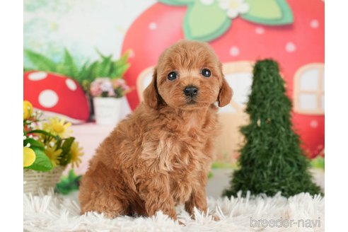 成約済の千葉県のタイニープードル-288455の6枚目