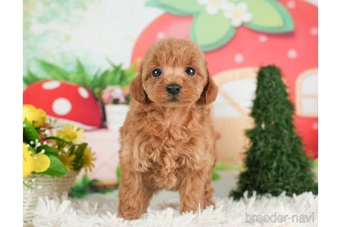 成約済の千葉県のタイニープードル-288455の7枚目