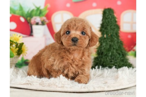 成約済の千葉県のタイニープードル-288455の8枚目