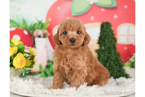 成約済の千葉県のタイニープードル-288455の9枚目