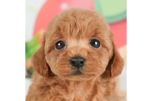 成約済の千葉県のタイニープードル-288455の1枚目