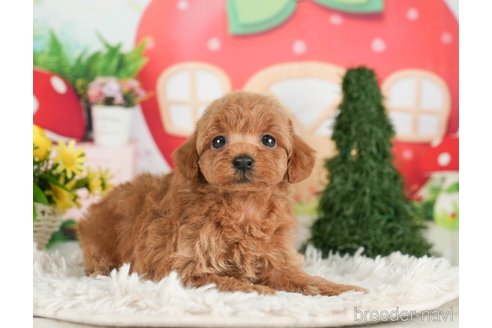 成約済の千葉県のタイニープードル-288455の4枚目