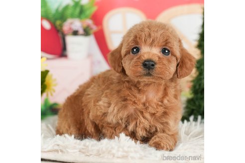 成約済の千葉県のタイニープードル-288455の5枚目