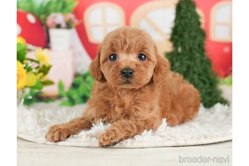 成約済の千葉県のタイニープードル-288455の2枚目