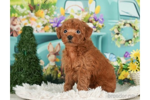 成約済の千葉県のタイニープードル-288466の12枚目