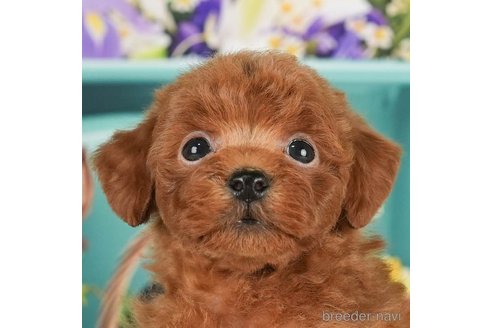 成約済の千葉県のタイニープードル-288466の8枚目