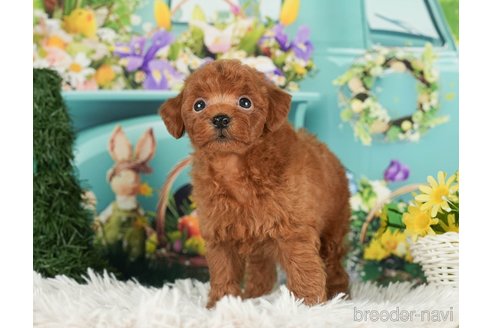 成約済の千葉県のタイニープードル-288466の6枚目