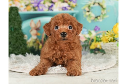 成約済の千葉県のタイニープードル-288466の10枚目