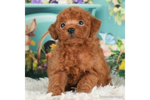 成約済の千葉県のタイニープードル-288466の9枚目