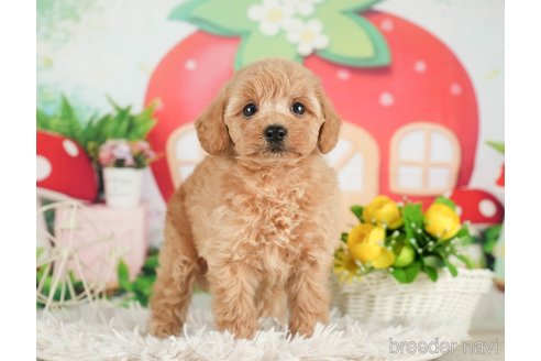 成約済の千葉県のタイニープードル-288472の3枚目