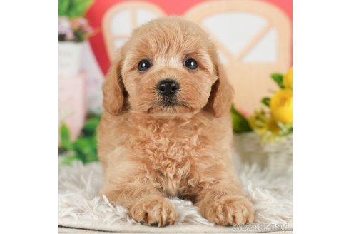 成約済の千葉県のタイニープードル-288472の5枚目