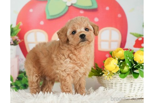 成約済の千葉県のタイニープードル-288472の2枚目