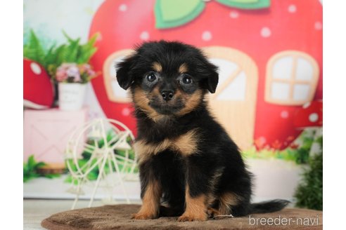 成約済の千葉県のチワプー:チワワ×トイプードル-288474の3枚目