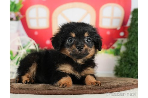 成約済の千葉県のチワプー:チワワ×トイプードル-288474の2枚目