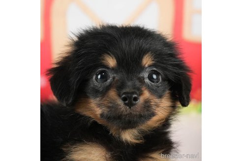 成約済の千葉県のチワプー:チワワ×トイプードル-288474の5枚目