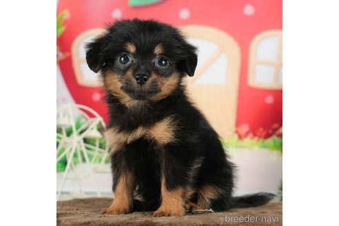 成約済の千葉県のチワプー:チワワ×トイプードル-288474の6枚目