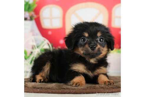 成約済の千葉県のチワプー:チワワ×トイプードル-288474の7枚目