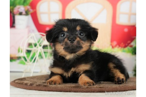 成約済の千葉県のチワプー:チワワ×トイプードル-288474の4枚目