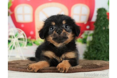 成約済の千葉県のチワプー:チワワ×トイプードル-288474の8枚目