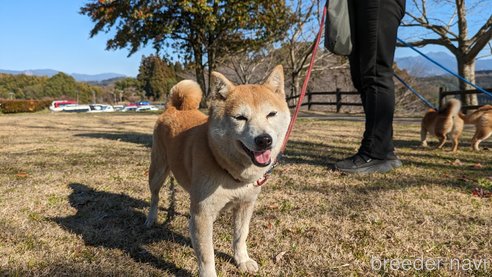 成約済の熊本県の豆柴-282483の9枚目