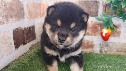 成約済の鹿児島県の柴犬-288485の1枚目