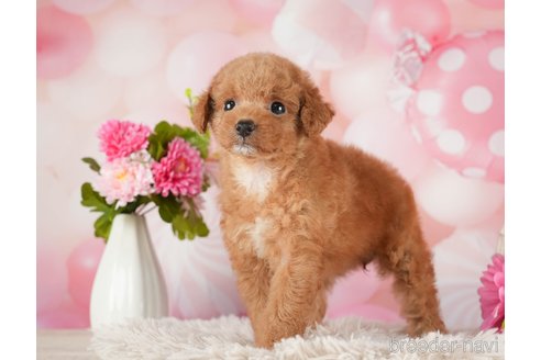 成約済の千葉県のタイニープードル-288513の1枚目