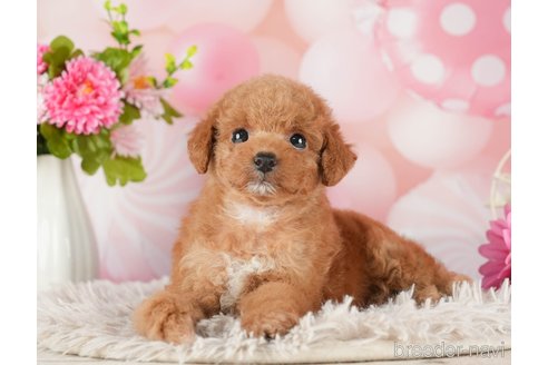 成約済の千葉県のタイニープードル-288513の10枚目