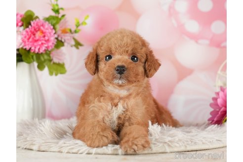 成約済の千葉県のタイニープードル-288513の2枚目