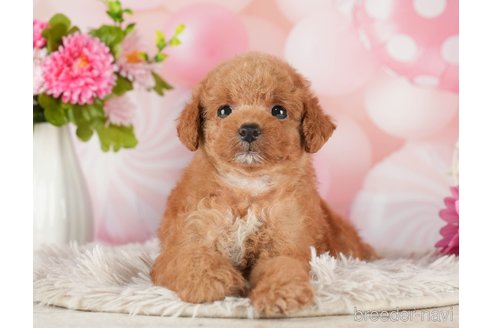 成約済の千葉県のタイニープードル-288513の3枚目