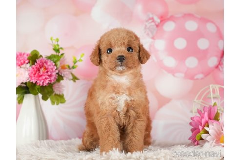 成約済の千葉県のタイニープードル-288513の6枚目