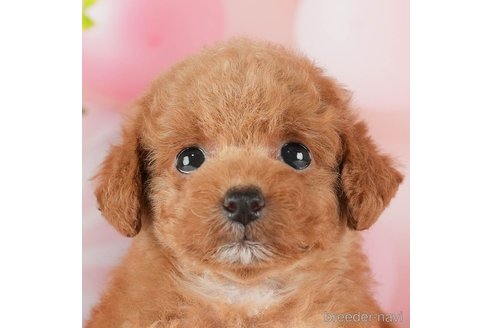 成約済の千葉県のタイニープードル-288513の5枚目