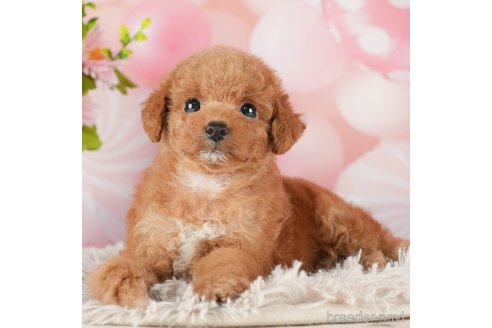 成約済の千葉県のタイニープードル-288513の4枚目