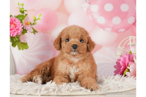 成約済の千葉県のタイニープードル-288513の7枚目