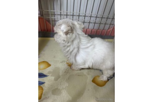 成約済の埼玉県のマルチーズ-281601の16枚目