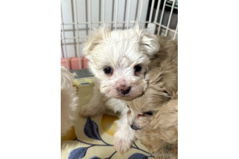 成約済の埼玉県のマルチーズ-281601の13枚目