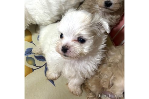 成約済の埼玉県のマルチーズ-281600の6枚目